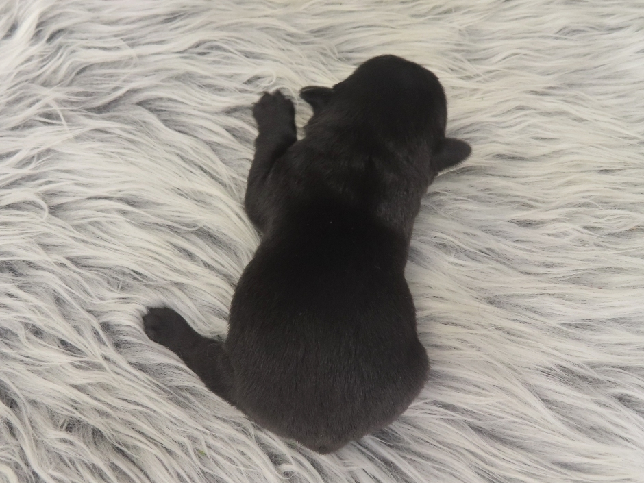 Petunia 1wk 5