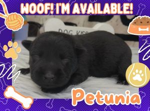 Home 10 Petunia 1wk ft