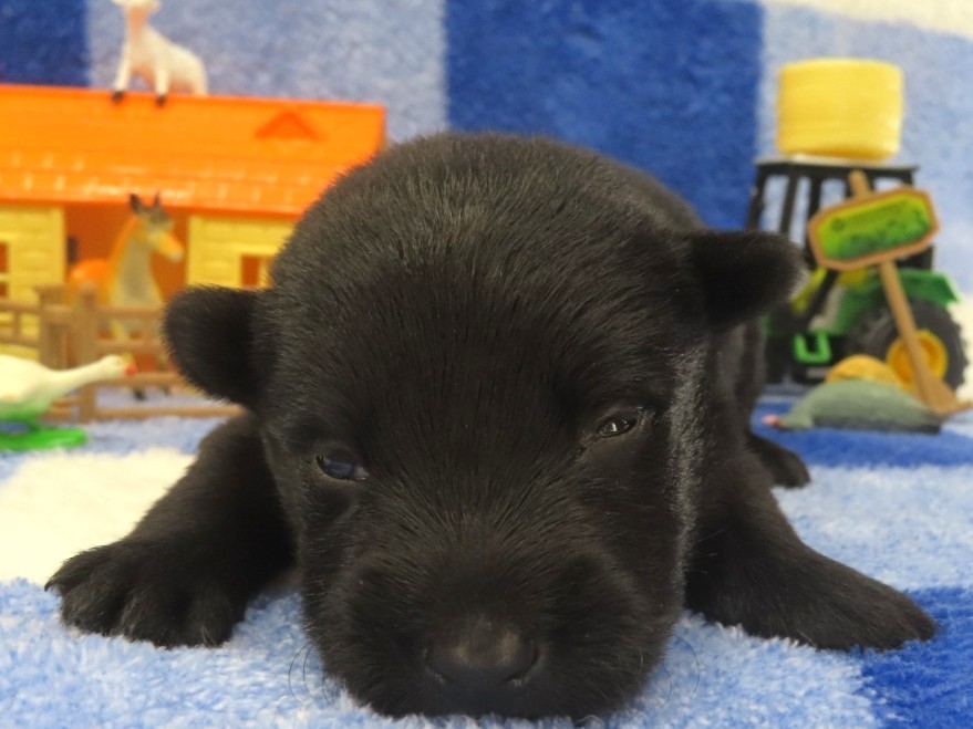 Petunia 2wk 1