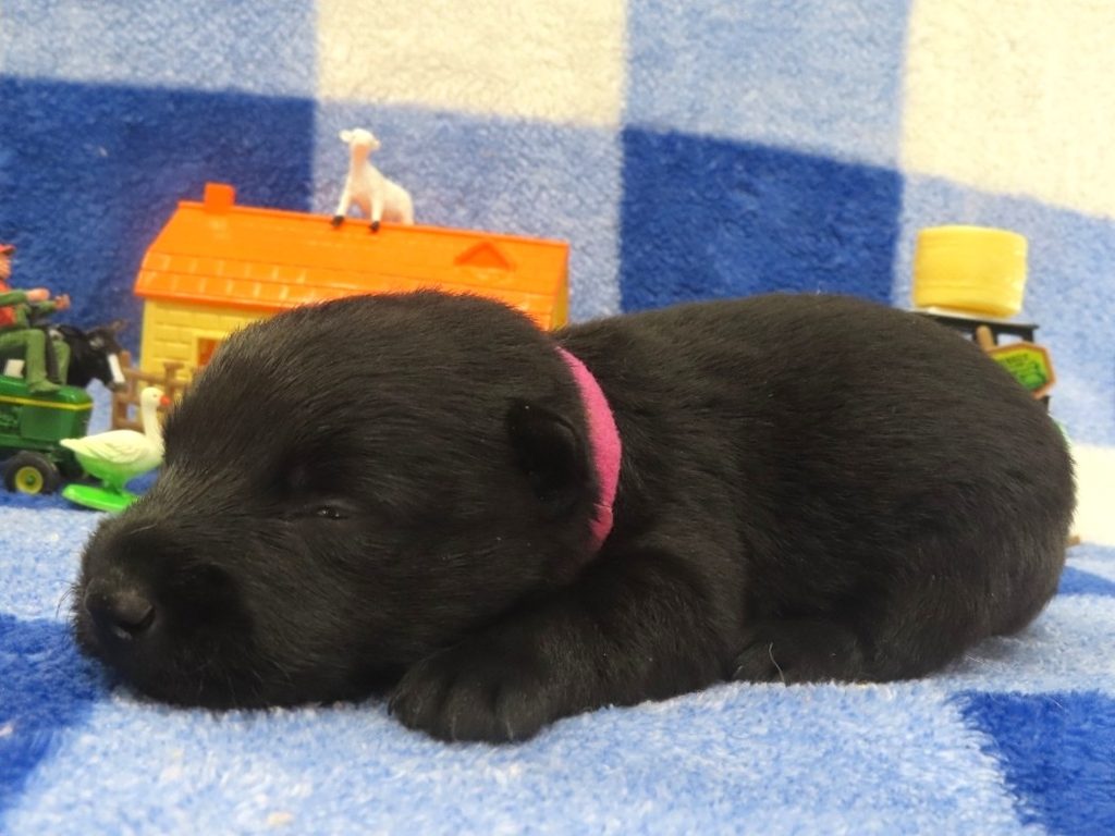 Petunia 2wk 2