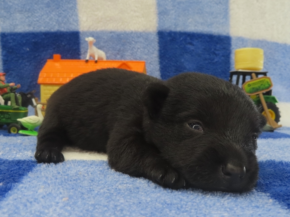 Petunia 2wk 3