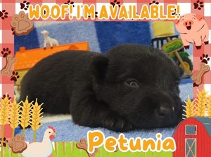 Home 10 Petunia 2wk ft
