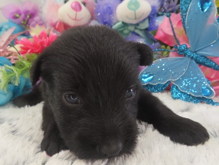 Petunia 3wk 1 1