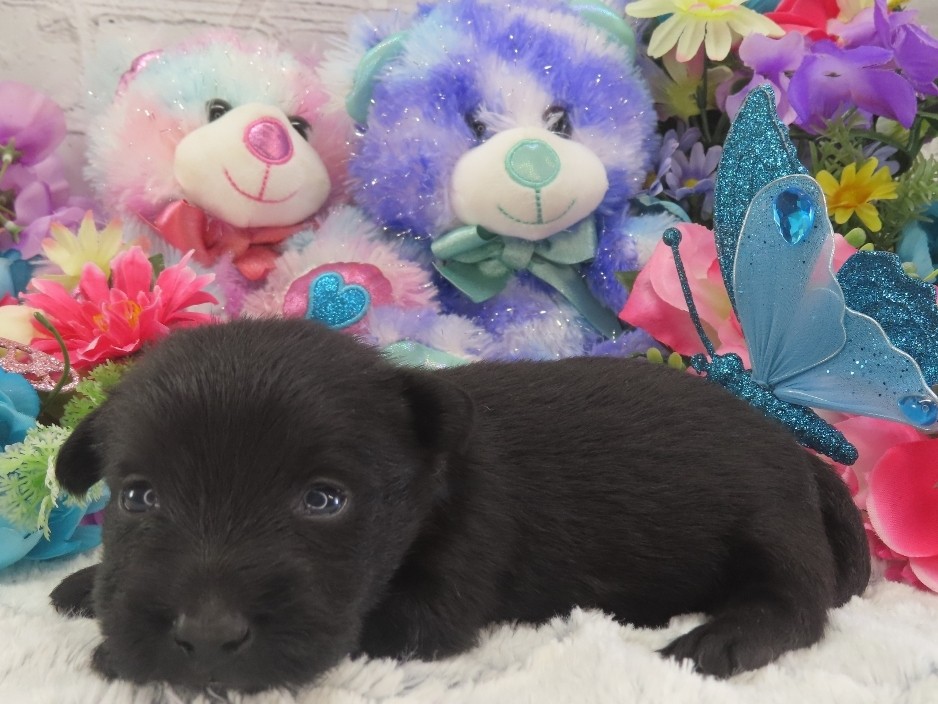 Petunia 3wk 2