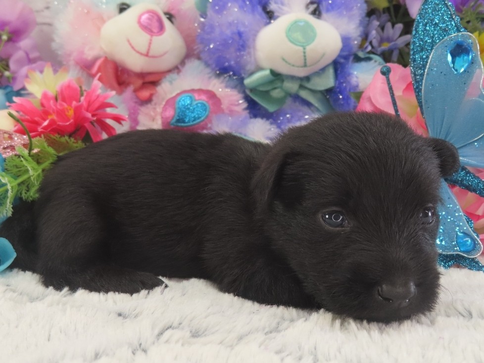 Petunia 3wk 3