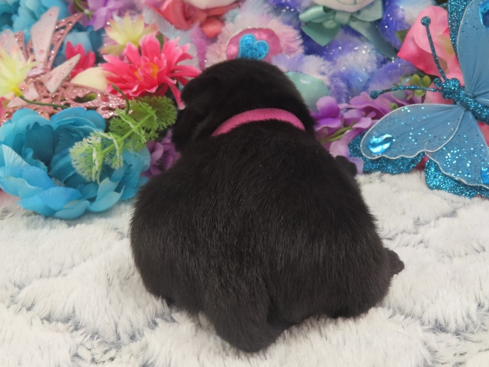 Petunia 3wk 4