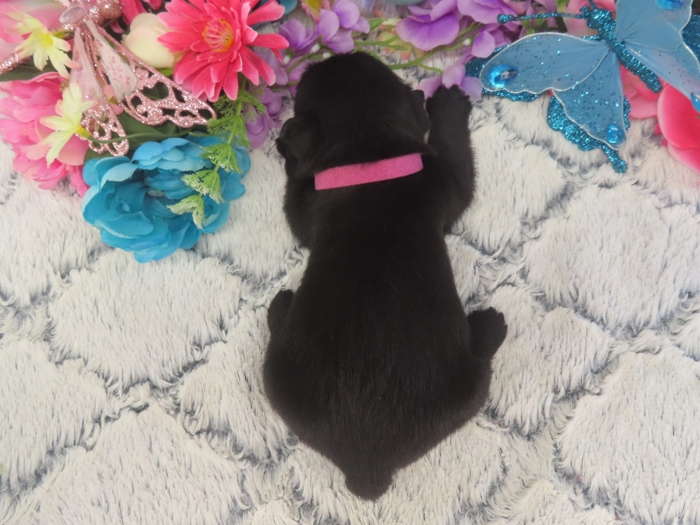 Petunia 3wk 5