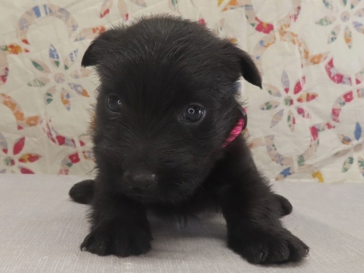 Petunia 4wk 1