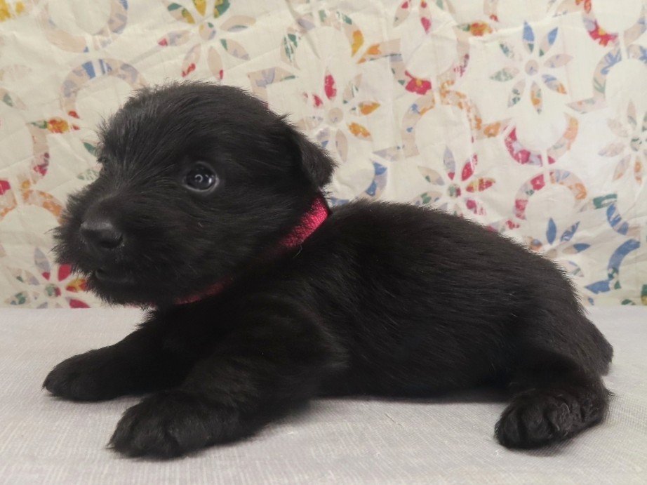 Petunia 4wk 2