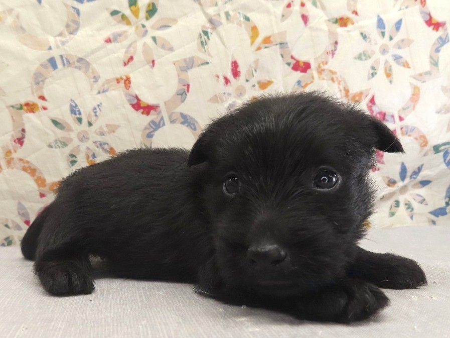 Petunia 4wk 3