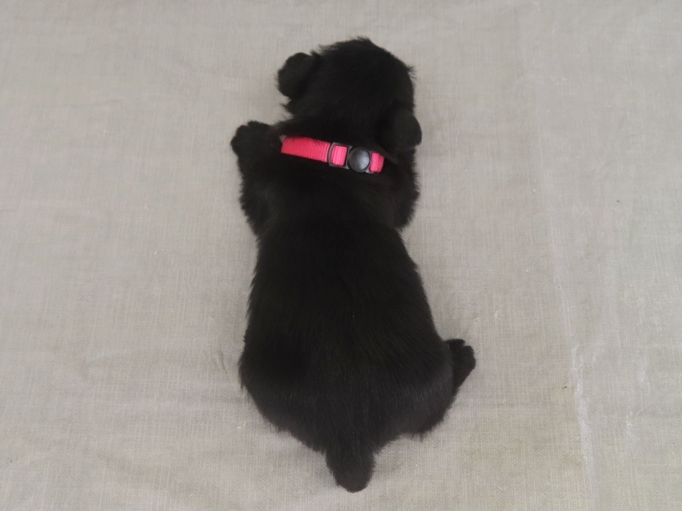 Petunia 4wk 5