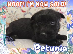 Home 9 Petunia 4wk FT 3