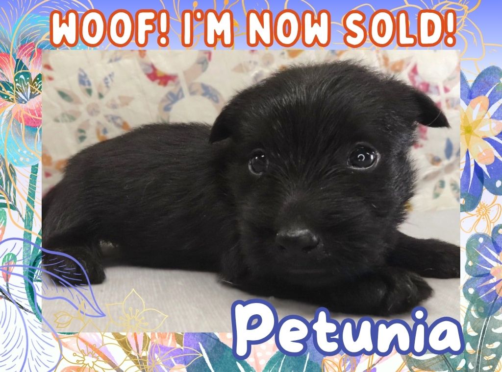 Petunia 4wk FT 3