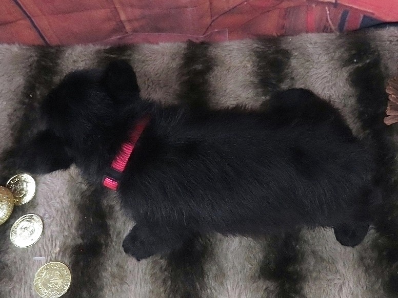 Petunia 5wk 5
