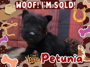 Home 9 Petunia 5wk FT 3