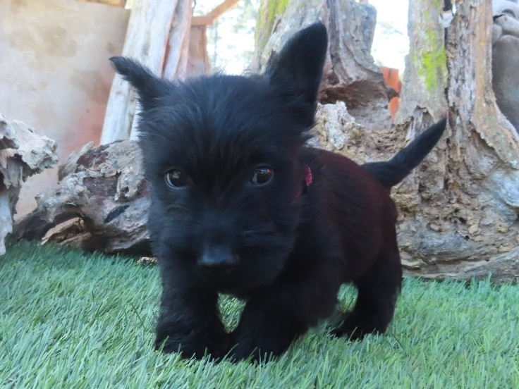 Petunia 6wk 1