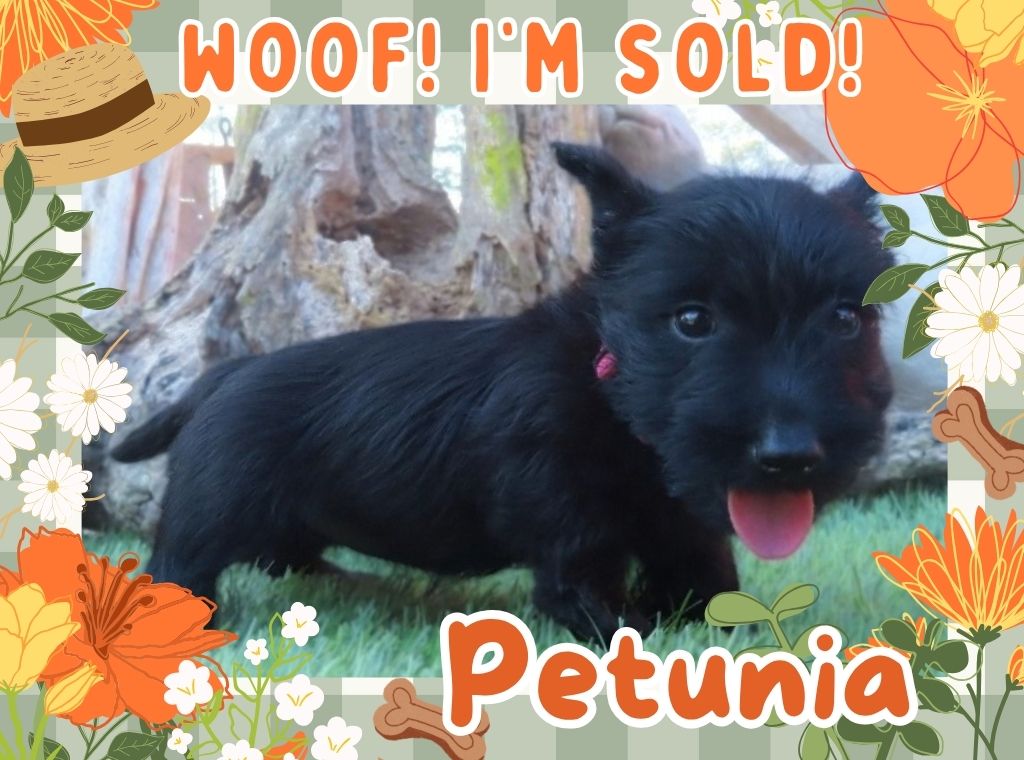 Petunia 6wk FT 3