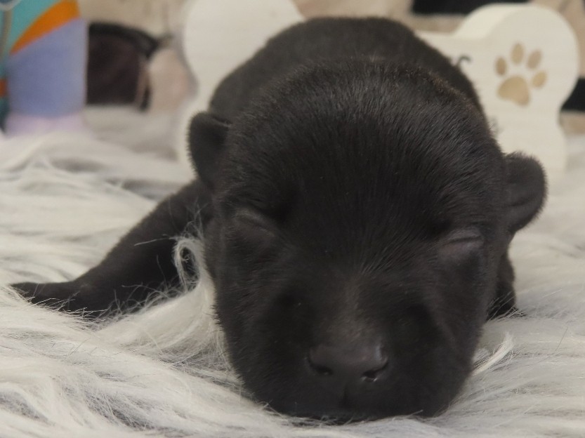 Pharoah 1wk 1