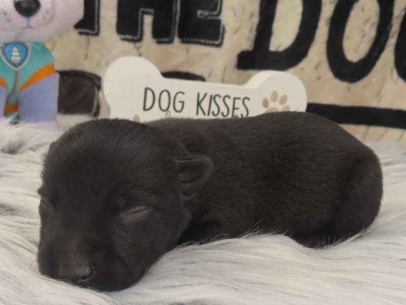 Pharoah 1wk 2