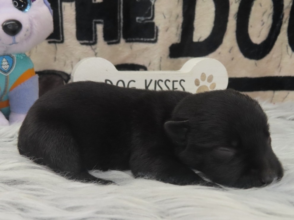 Pharoah 1wk 3