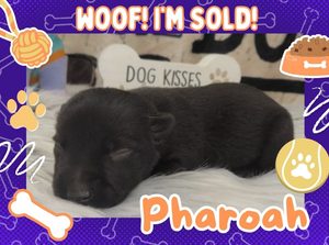 Home 7 Pharoah 1wk ft 3