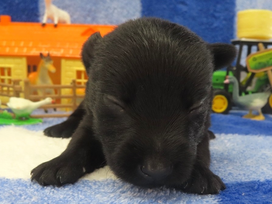 Pharoah 2wk 1