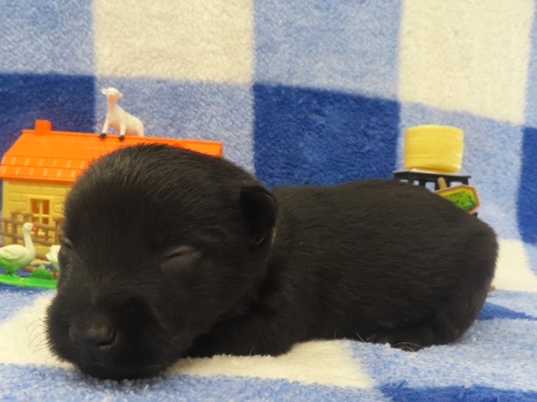 Pharoah 2wk 2