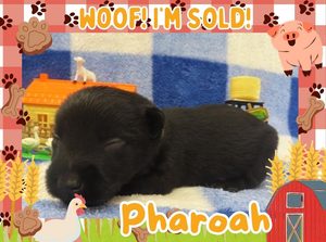 Home 7 Pharoah 2wk ft 3