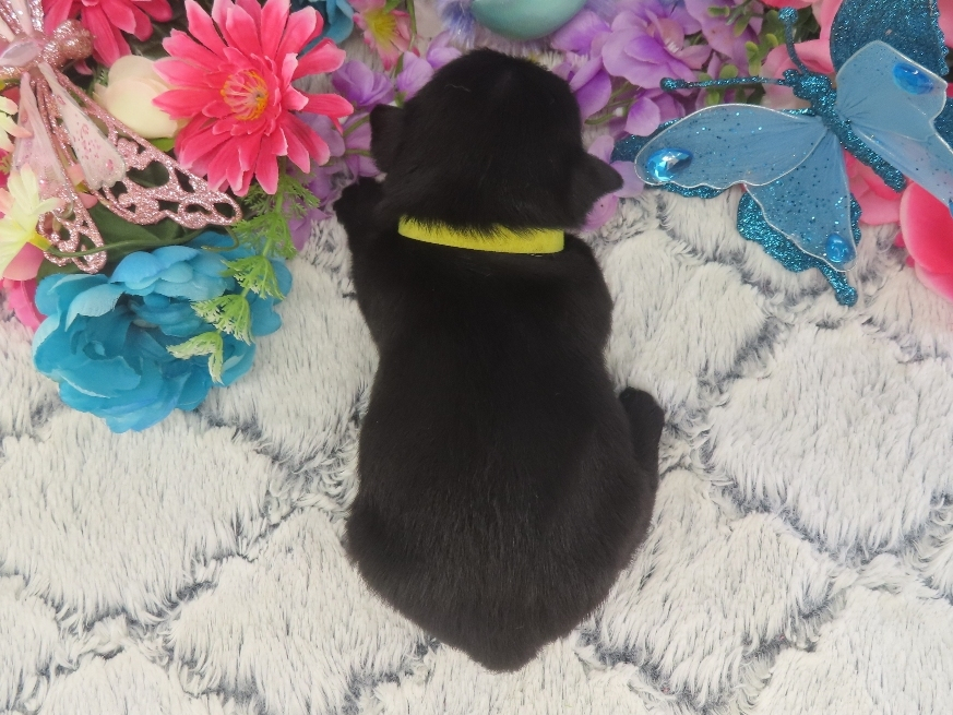 Pharoah 3wk 5
