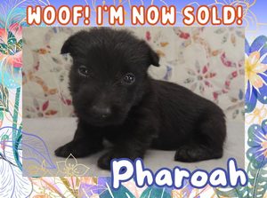 Home 6 Pharoah 4wk FT 3
