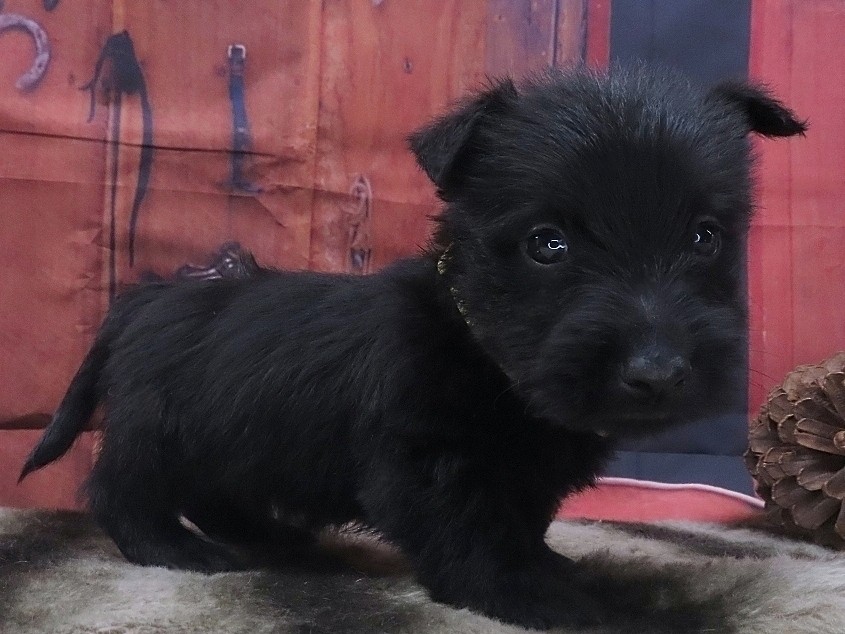 Pharoah 5wk 3
