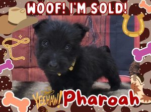 Home 6 Pharoah 5wk FT 3