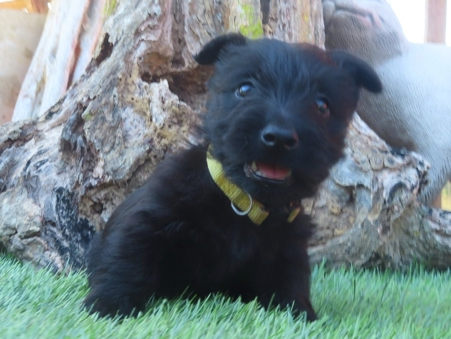 Pharoah 6wk 1
