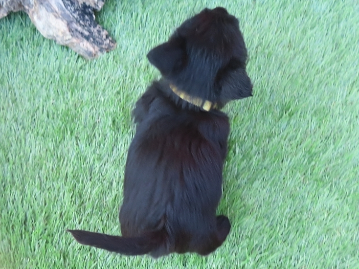 Pharoah 6wk 5