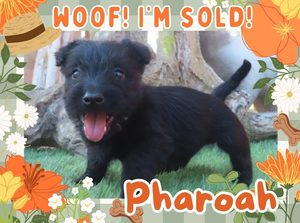 Home 6 Pharoah 6wk FT 3