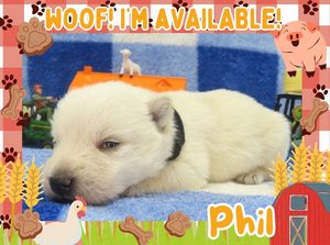 Home 3 Phil 2wk ft