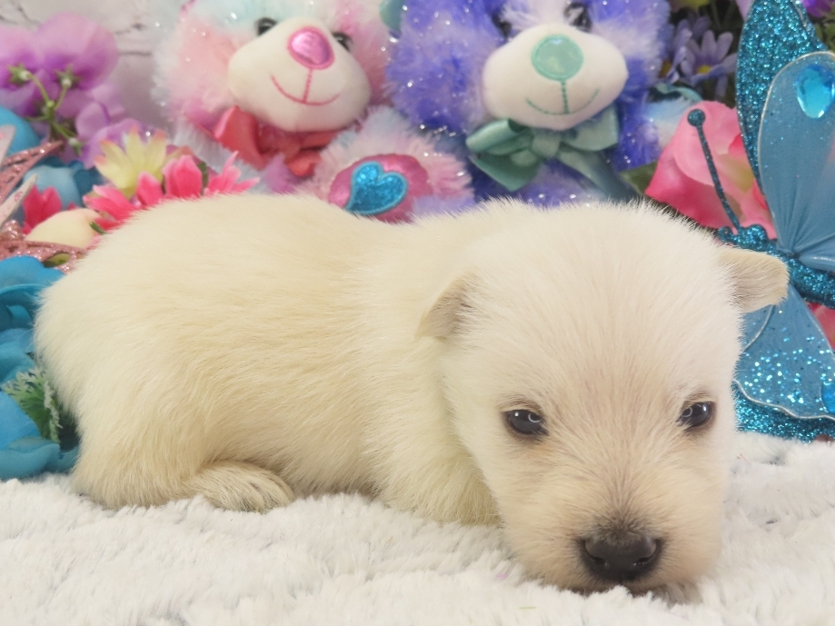 Phil 3wk 3