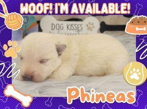 Home 4 Phineas 1wk ft
