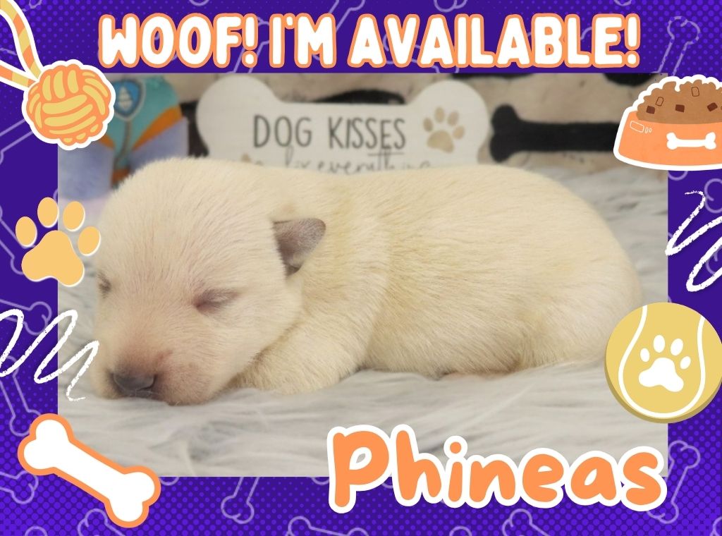 Phineas 1wk ft