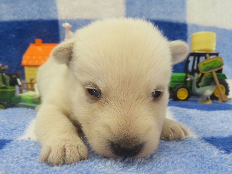 Phineas 2wk 1