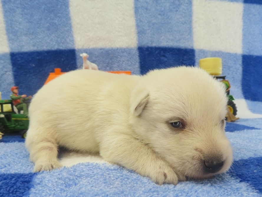 Phineas 2wk 3