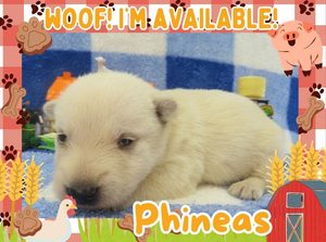 Home 4 Phineas 2wk ft