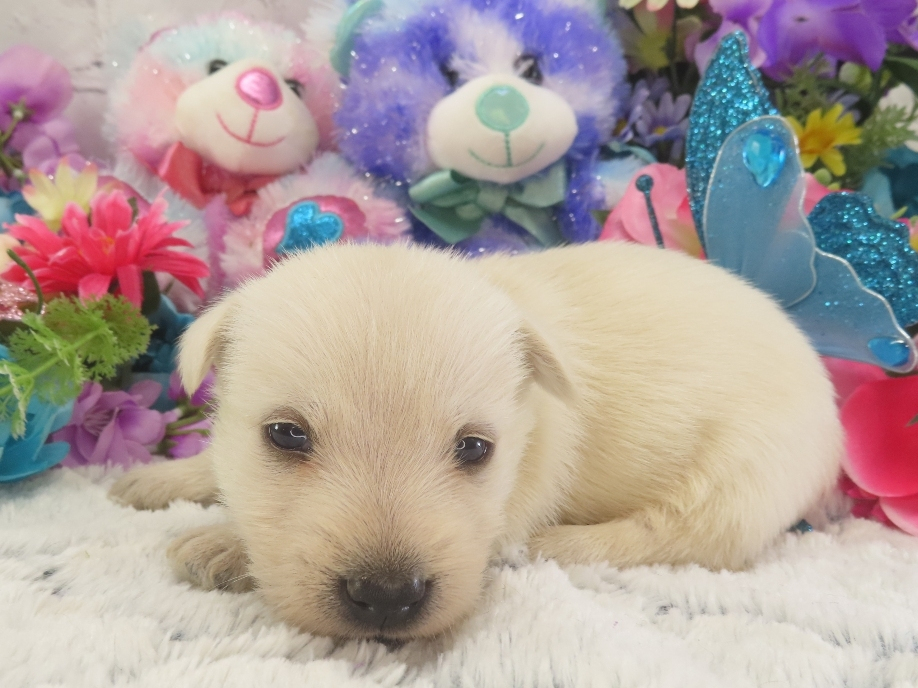 Phineas 3wk 2