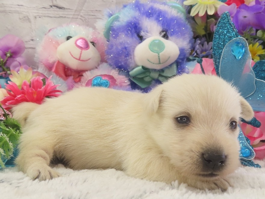 Phineas 3wk 3