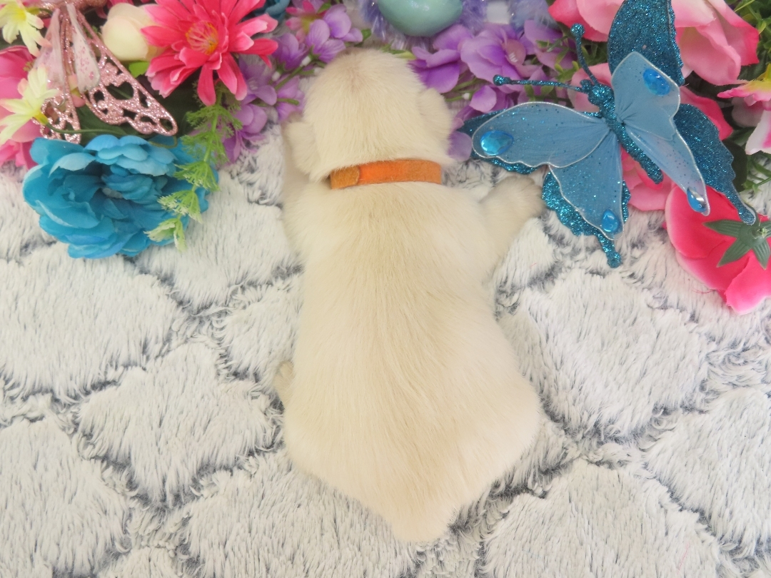 Phineas 3wk 5