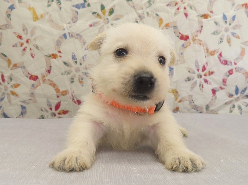 Phineas 4wk 1