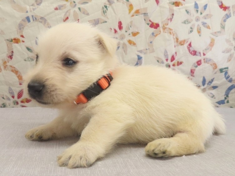Phineas 4wk 2
