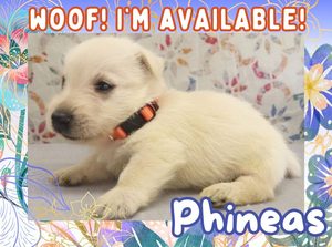 Home 3 Phineas 4wk FT 1