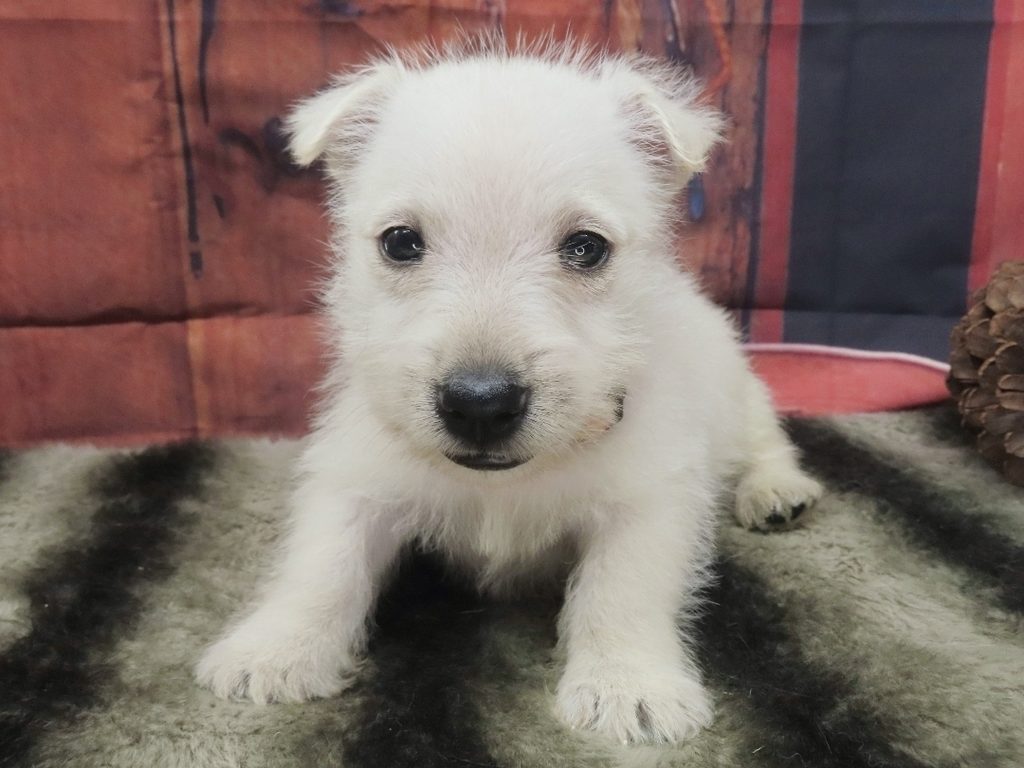 Phineas 5wk 1
