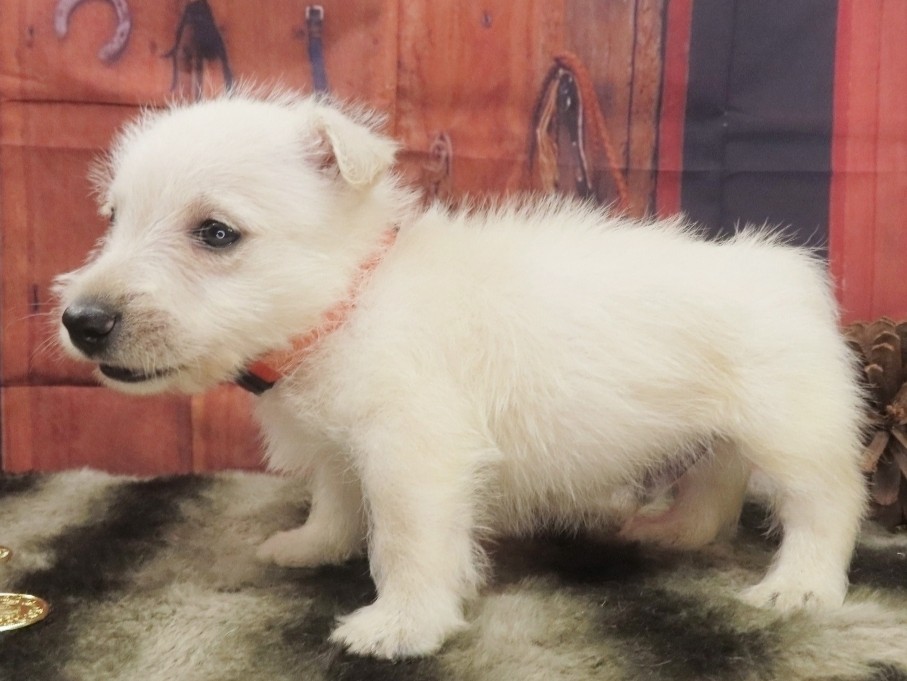 Phineas 5wk 2